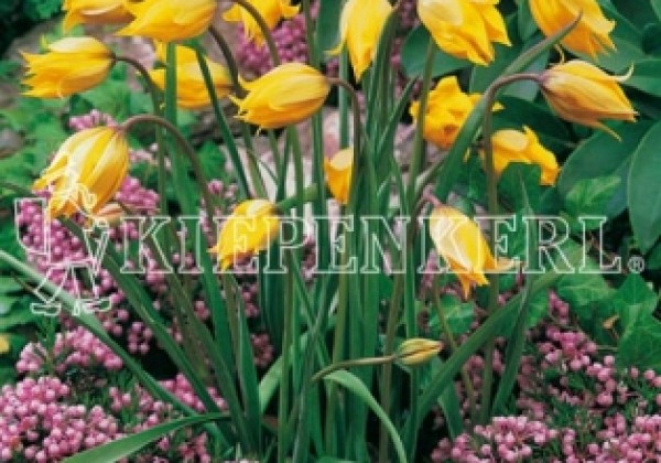 Tulipa sylvestris 5/+