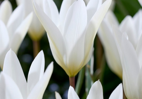Tulipa clusiana Sylvia 6/+