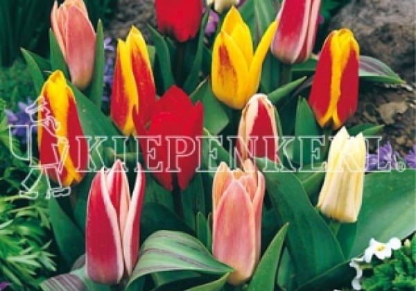 Tulipa Pfauentulpen 10/11