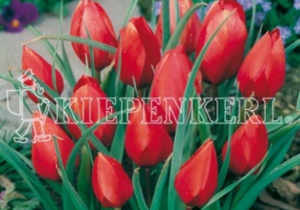 Tulipa wilsoniana 6/+