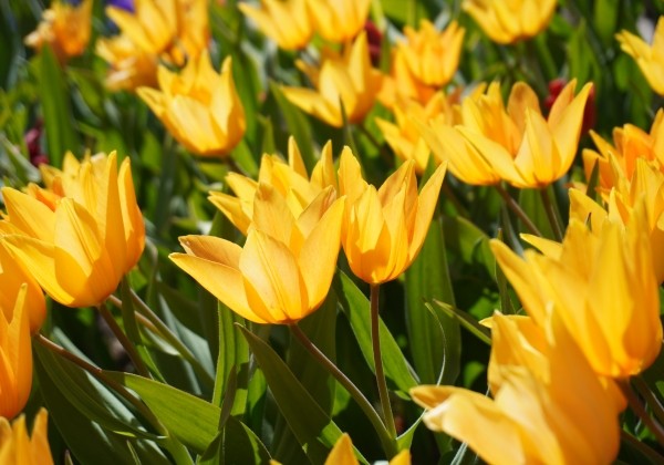 Tulipa praestans Shogun 10/11