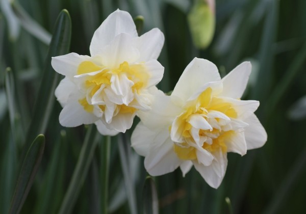 Narcissus, pildītiem z. White Lion 12/14