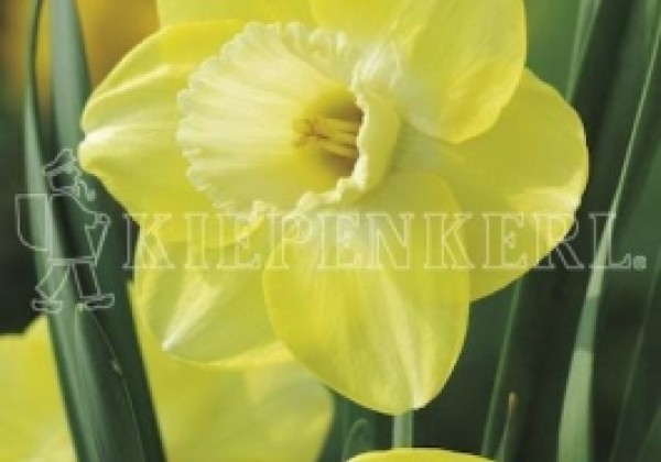 Narcissus, lielziedu Avalon 14/16