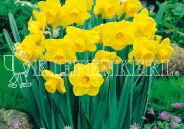 Narcissus, trompešu Exception 14/16