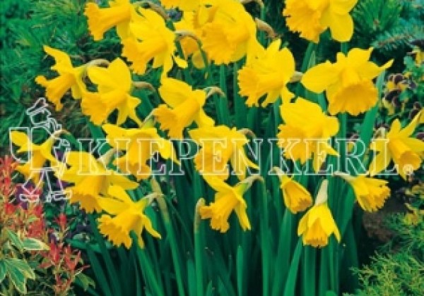 Narcissus, trompešu Golden Harvest 12/14