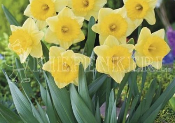 Narcissus, trompešu Kiss Me 12/14