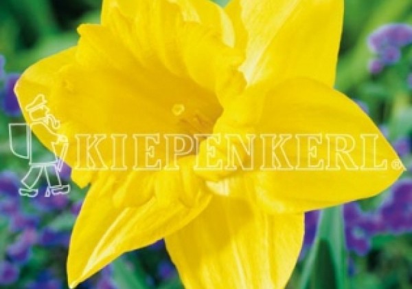 Narcissus, trompešu Marieke 14/16