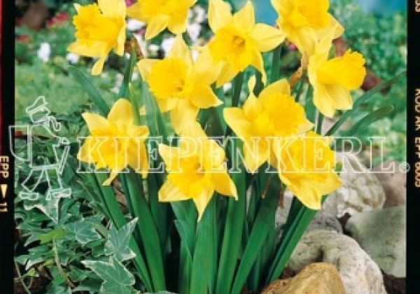 Narcissus, trompešu Rijnvelds Early Sensation 12/14