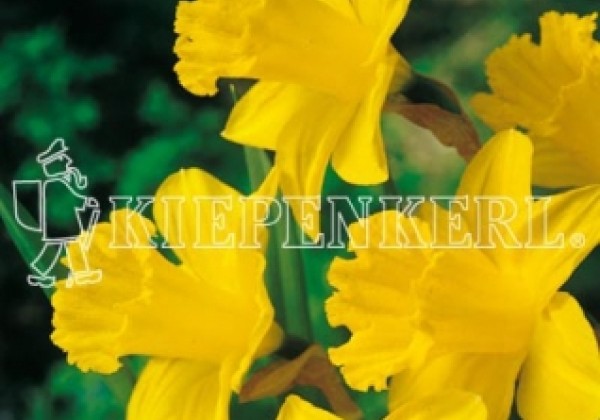 Narcissus, trompešu Standart Value 14/16