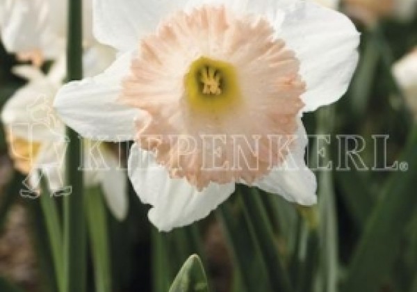 Narcissus, trompešu Britisch Gamble 12/14