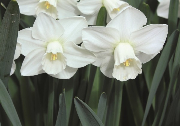 Narcissus, trompešu Watch Up 12/14