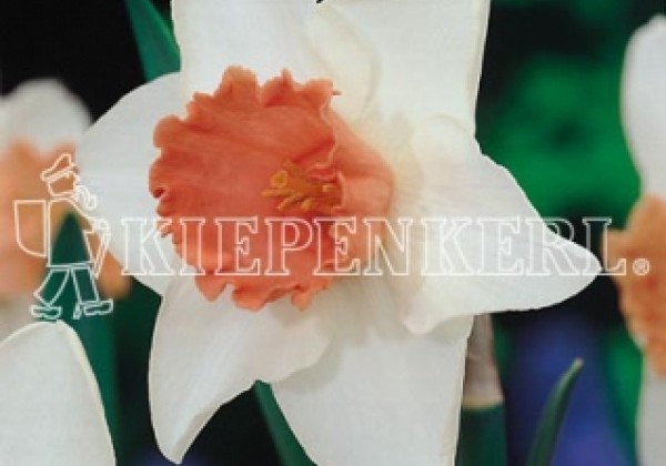 Narcissus, lielziedu Accent 14/16