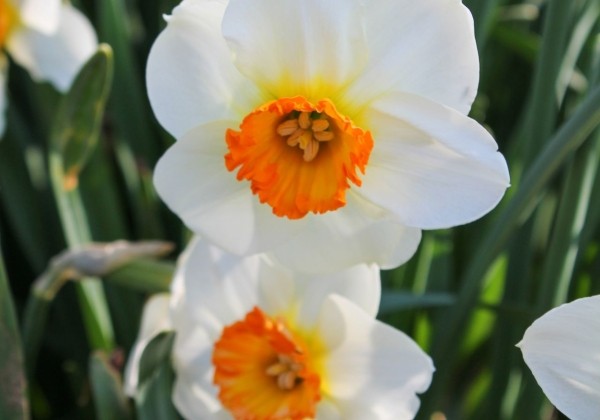 Narcissus, sīkziedu Barrett Browning 12/14