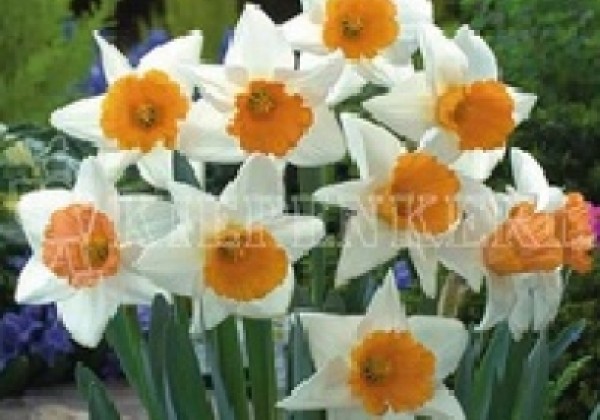 Narcissus, lielziedu Chromacolor 12/14
