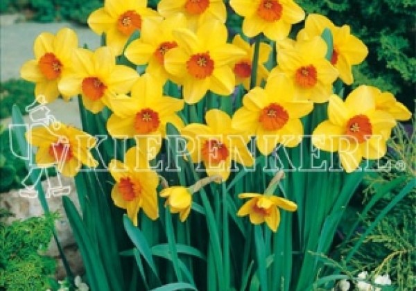 Narcissus, lielziedu Brackenhurst 14/16