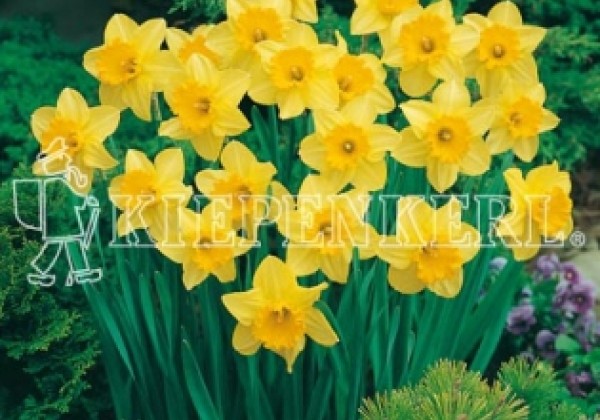 Narcissus, lielziedu Carlton 12/14
