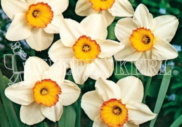 Narcissus, lielziedu Flower Record 14/16