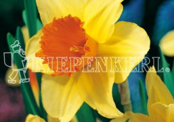 Narcissus, lielziedu Fortissimo 14/16