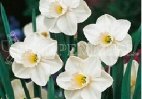 Narcissus, lielziedu Misty Glen 12/14