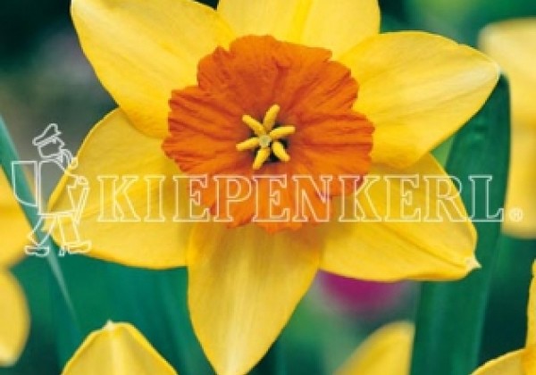 Narcissus, lielziedu Fortune 14/16
