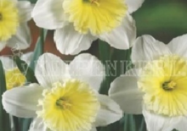 Narcissus, lielziedu Ice Follies 12/14