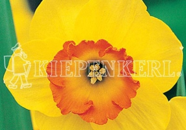 Narcissus, lielziedu Juanita 14/16