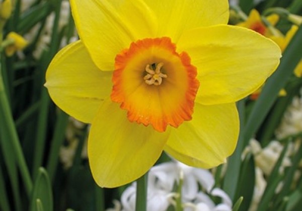 Narcissus, lielziedu Loveday 14/16