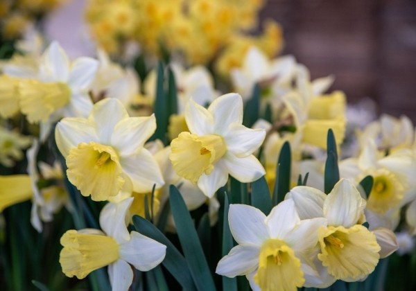 Narcissus, trompešu Ladea 14/16
