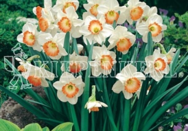 Narcissus, lielziedu Pink Charm 14/16