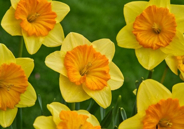 Narcissus, lielziedu Pride of Lions 12/14