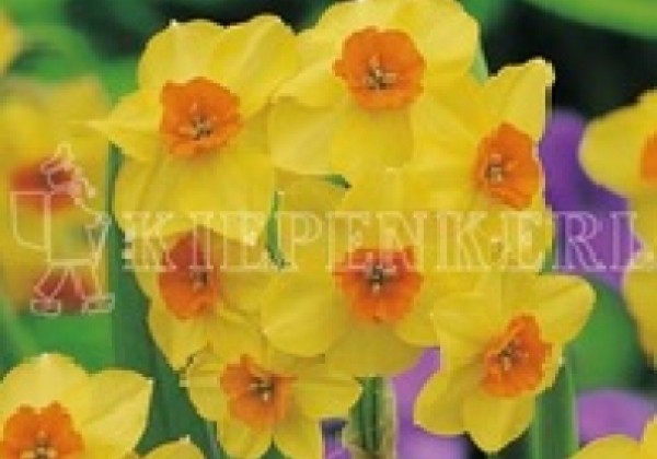 Narcissus tazetta Falconet 12/14