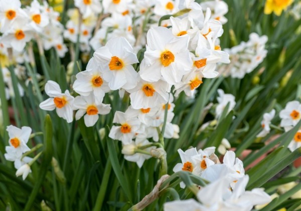 Narcissus, daudzziedu Geranium 12/14