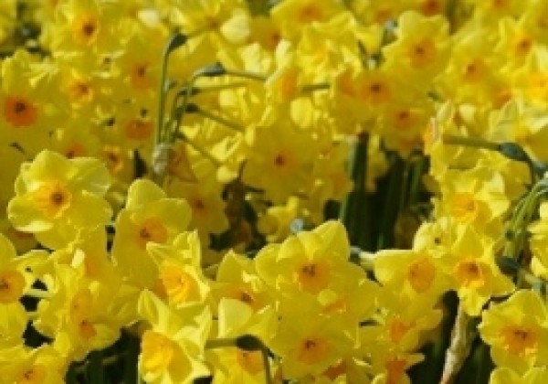Narcissus, daudzziedu Scarlet Gem 14/16