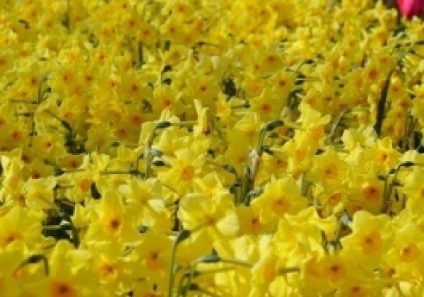Narcissus, daudzziedu Scarlet Gem 14/16
