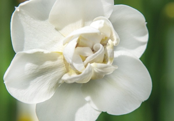 Narcissus, šķeltziedu Papillon Blanc 12/14