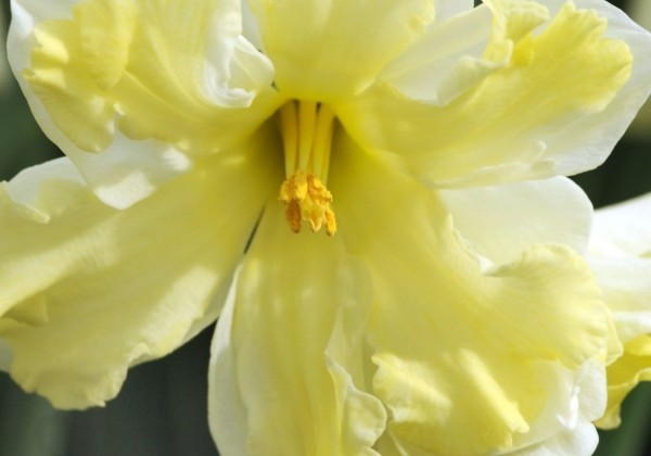 Narcissus, šķeltziedu Cassata 12/14