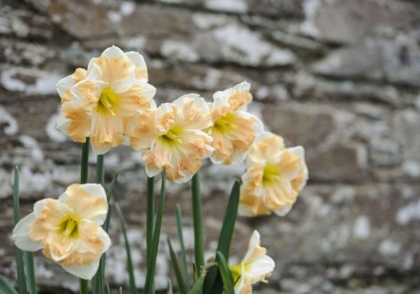 Narcissus, šķeltziedu Cum Laude 12/14