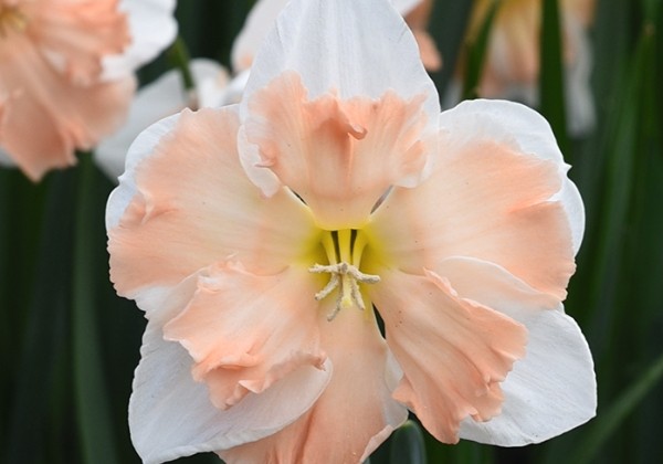 Narcissus, šķeltziedu Cum Laude 12/14
