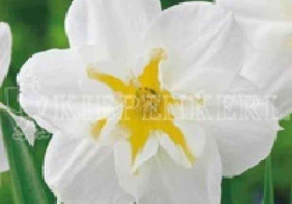 Narcissus, šķeltziedu Lemon Beauty 12/14