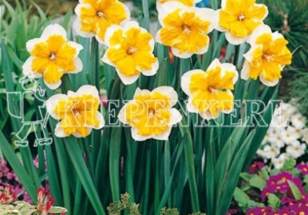 Narcissus, šķeltziedu Orangery 14/16