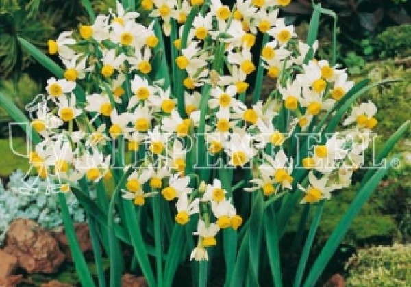 Narcissus canaliculatus  10/+