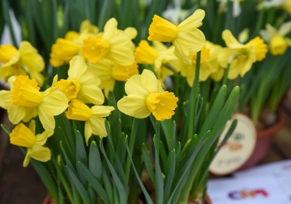 Narcissus cyclamineus Adriana Geertruida 12/14