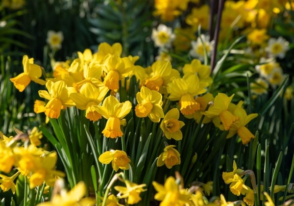 Narcissus cyclamineus Adriana Geertruida 12/14