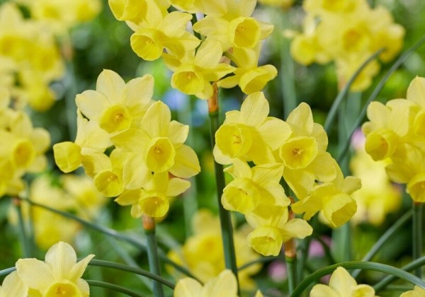 Narcissus triandrus Angels Breath 8/10