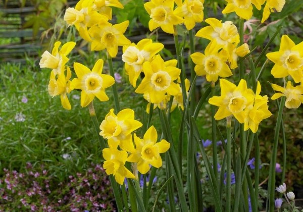 Narcissus jonquilla Hillstar 10/12