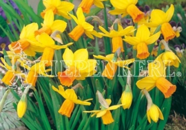 Narcissus cyclamineus Jetfire 12/14