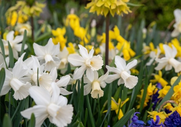Narcissus cyclamineus Lady Madonna 12/14