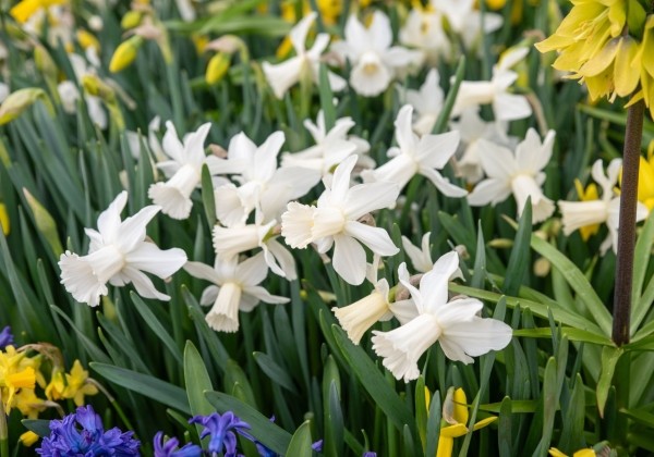 Narcissus cyclamineus Lady Madonna 12/14