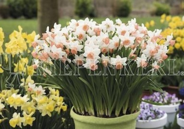Narcissus cyclamineus Iwona 12/14