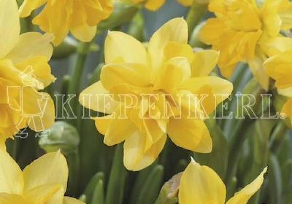 Narcissus cyclamineus Tete Boucle 12/14